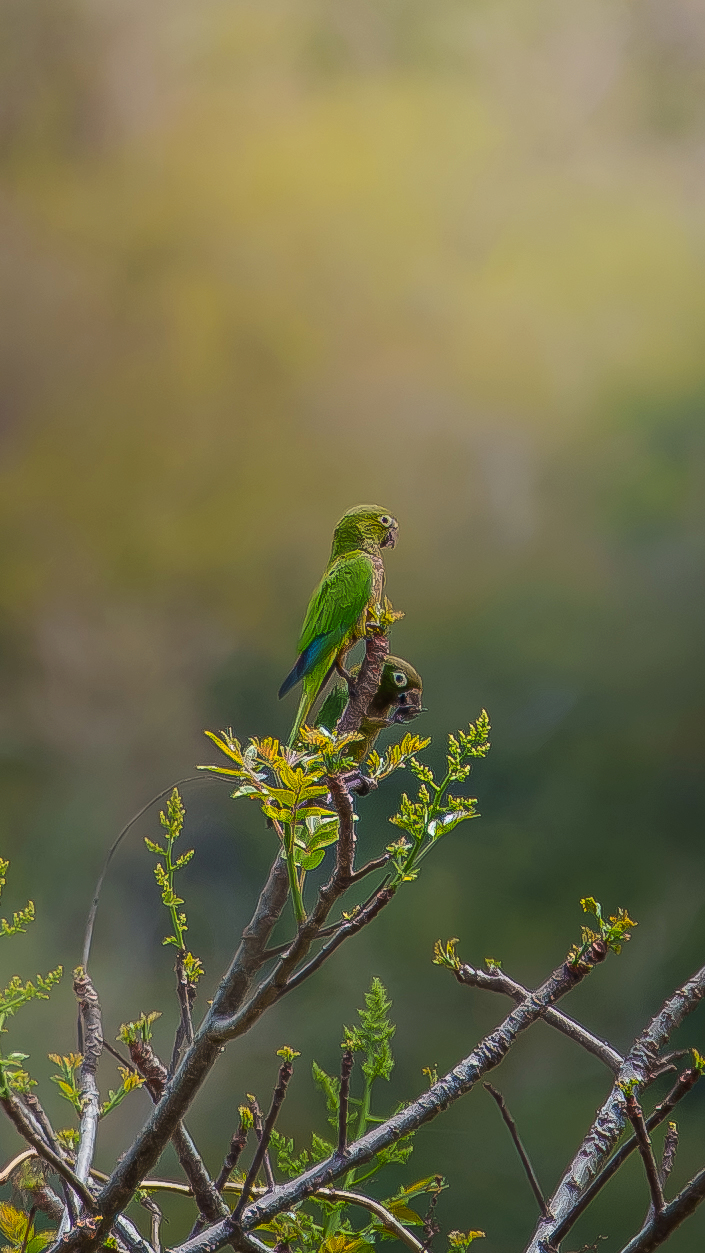 Aves verdes posadas en una rama